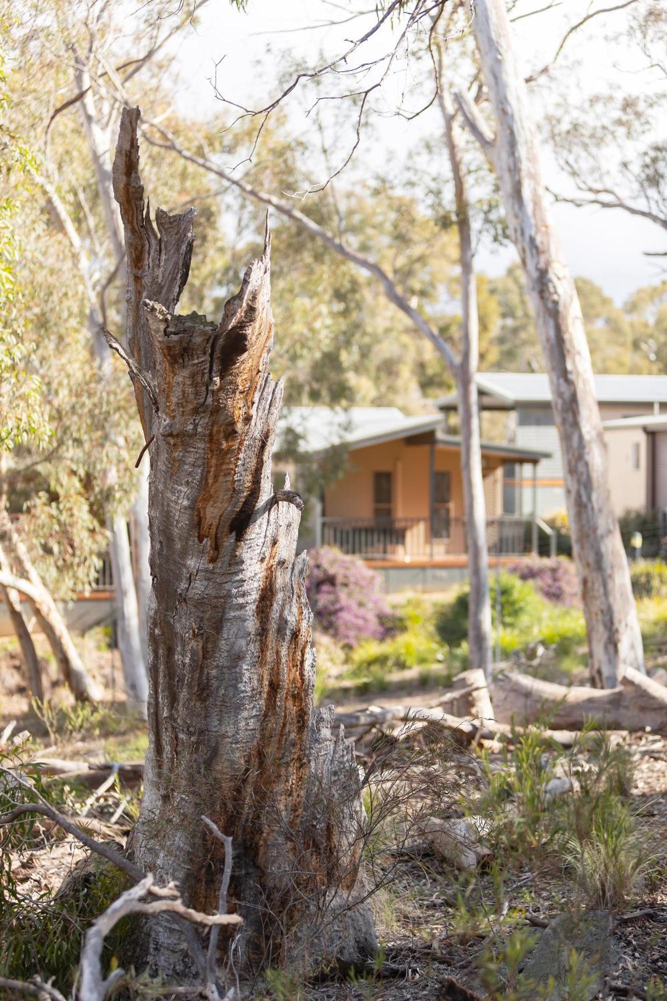 Alivio Tourist Park Canberra Exterior photo